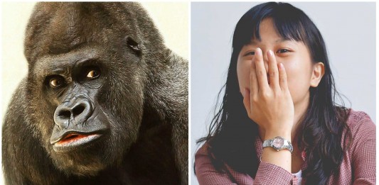 El gorila que enloquece a las japonesas el gorila japonés