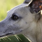 galgo