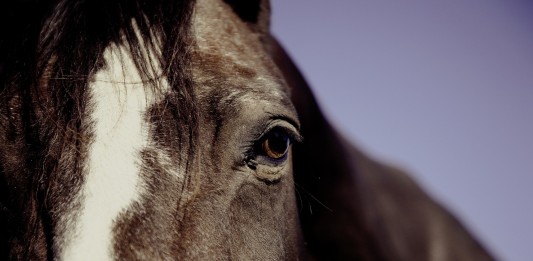 DEMOSTRADO: Los caballos pueden leer tus emociones DEMOSTRADO: Los caballos pueden leer tus emociones