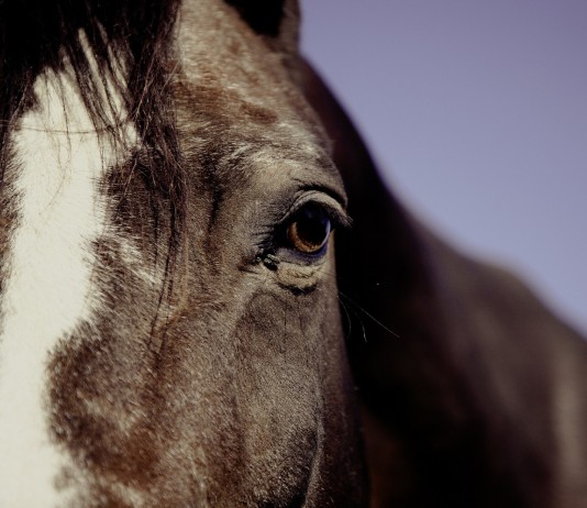 DEMOSTRADO: Los caballos pueden leer tus emociones DEMOSTRADO: Los caballos pueden leer tus emociones