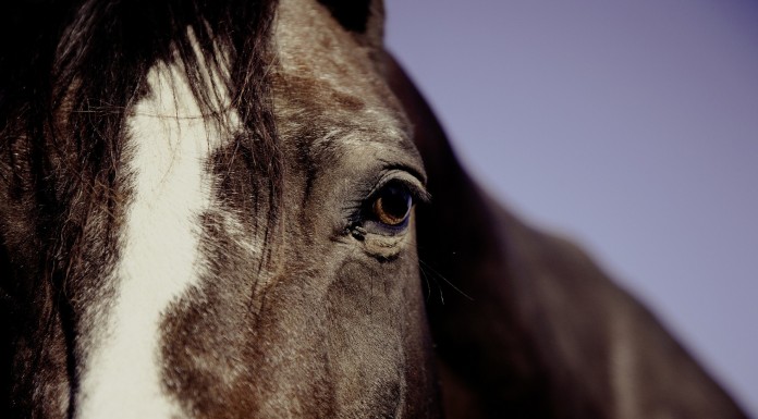 DEMOSTRADO: Los caballos pueden leer tus emociones