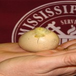 7 datos que ignorabas de los huevos