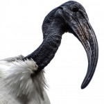 ibis