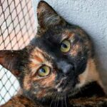 la-historia-de-los-gatos-carey