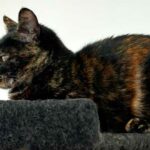 la-leyenda-de-las-gatas-carey