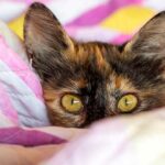 la-leyenda-e-historia-de-los-gatos-carey