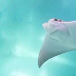 mantarraya