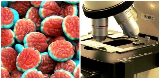 Desarrollan «mini-cerebros» para estudiar enfermedades neurológicas mini cerebros