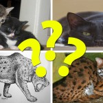 origen gatos