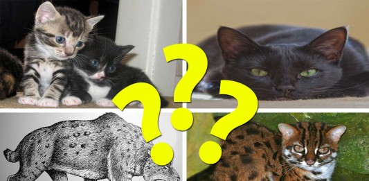 ¿De dónde vienen los gatos? origen gatos