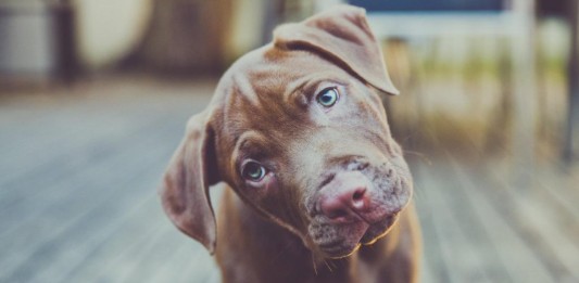 PERROS INCLINAN LA CABEZA