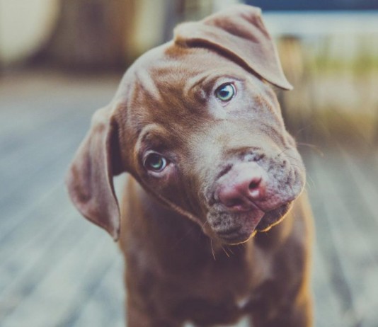 ¿Por qué algunos perros inclinan la cabeza cuando les hablamos? PERROS INCLINAN LA CABEZA
