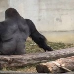 shabani