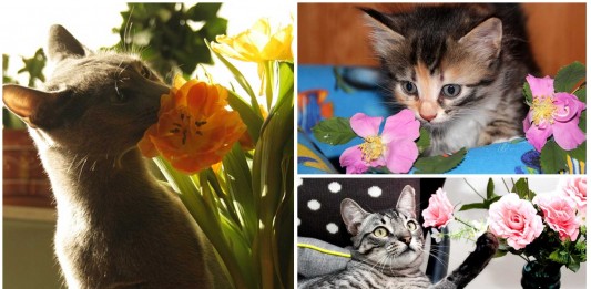 5 plantas peligrosas para tu gato 5 plantas peligrosas gatos