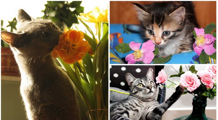 5 plantas peligrosas gatos