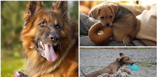 Los juguetes preferidos por los perros ¿Por qué? Los juguetes preferidos por los perros ¿Por qué?