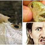 piojo come lengua