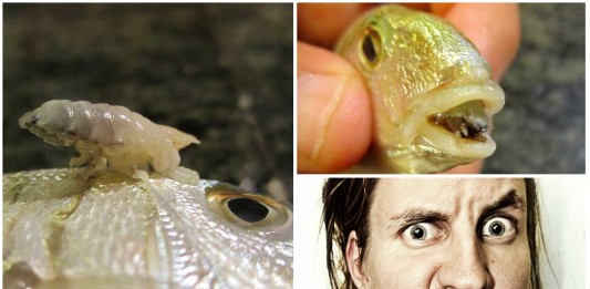 El terrorífico PIOJO COME LENGUA piojo come lengua