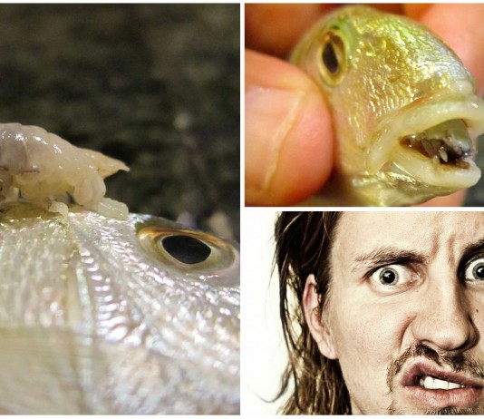 El terrorífico PIOJO COME LENGUA piojo come lengua