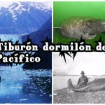 ¡Descubre al increíble tiburón dormilón del Pacífico!