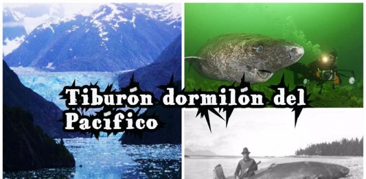 ¡Descubre al increíble tiburón dormilón del Pacífico!