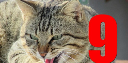 9 cosas que odian los gatos