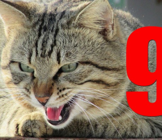 Tu gato ODIA estas 9 cosas 9 cosas que odian los gatos