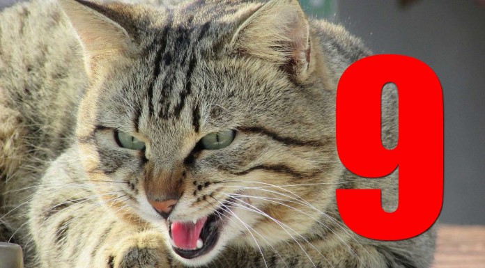 9 cosas que odian los gatos