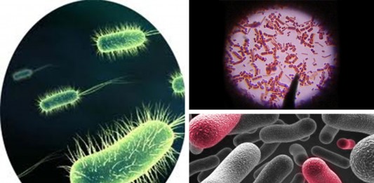 7 escalofriantes bacterias que devoran la carne 7 escalofriantes bacterias que devoran la carne