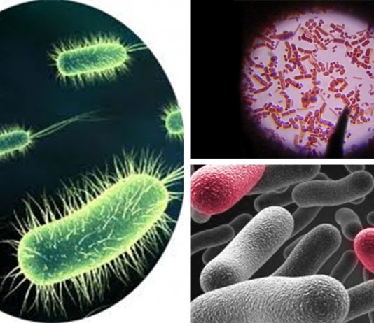 7 escalofriantes bacterias que devoran la carne