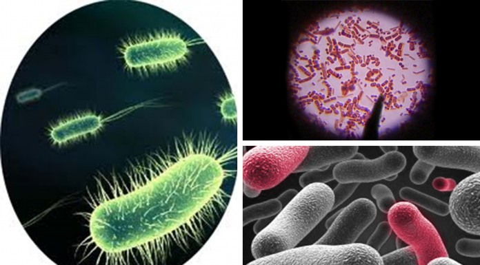 7 escalofriantes bacterias que devoran la carne