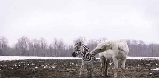 ¿Por qué no montamos en cebra, pero sí en caballo? ¿Por qué no montamos en cebra, pero sí en caballo?
