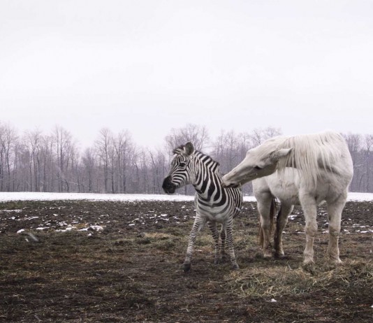 ¿Por qué no montamos en cebra, pero sí en caballo? ¿Por qué no montamos en cebra, pero sí en caballo?