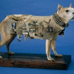 El Sargento Stubby el perro que sirvió durante la 1º Guerra Mundial