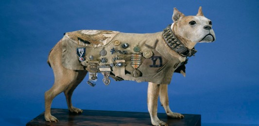 El Sargento Stubby: el perro que sirvió durante la 1º Guerra Mundial