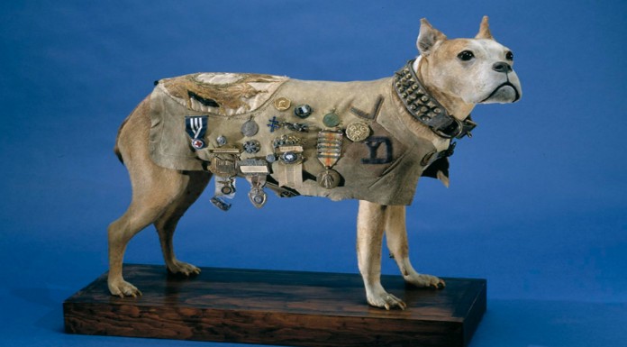 El Sargento Stubby: el perro que sirvió durante la 1º Guerra Mundial