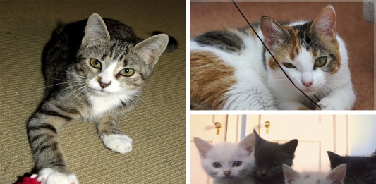 ¿Sabes si tu gato es diestro o zurdo? ¡Descubre qué es!