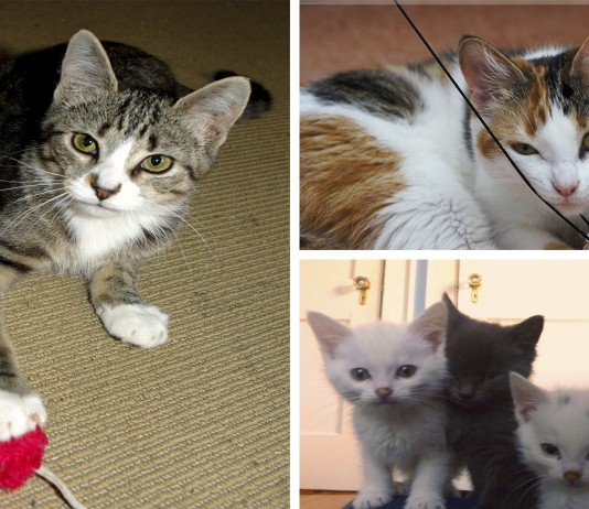 ¿Sabes si tu gato es diestro o zurdo? ¡Descubre qué es! ¿Sabes si tu gato es diestro o zurdo? ¡Descubre qué es!