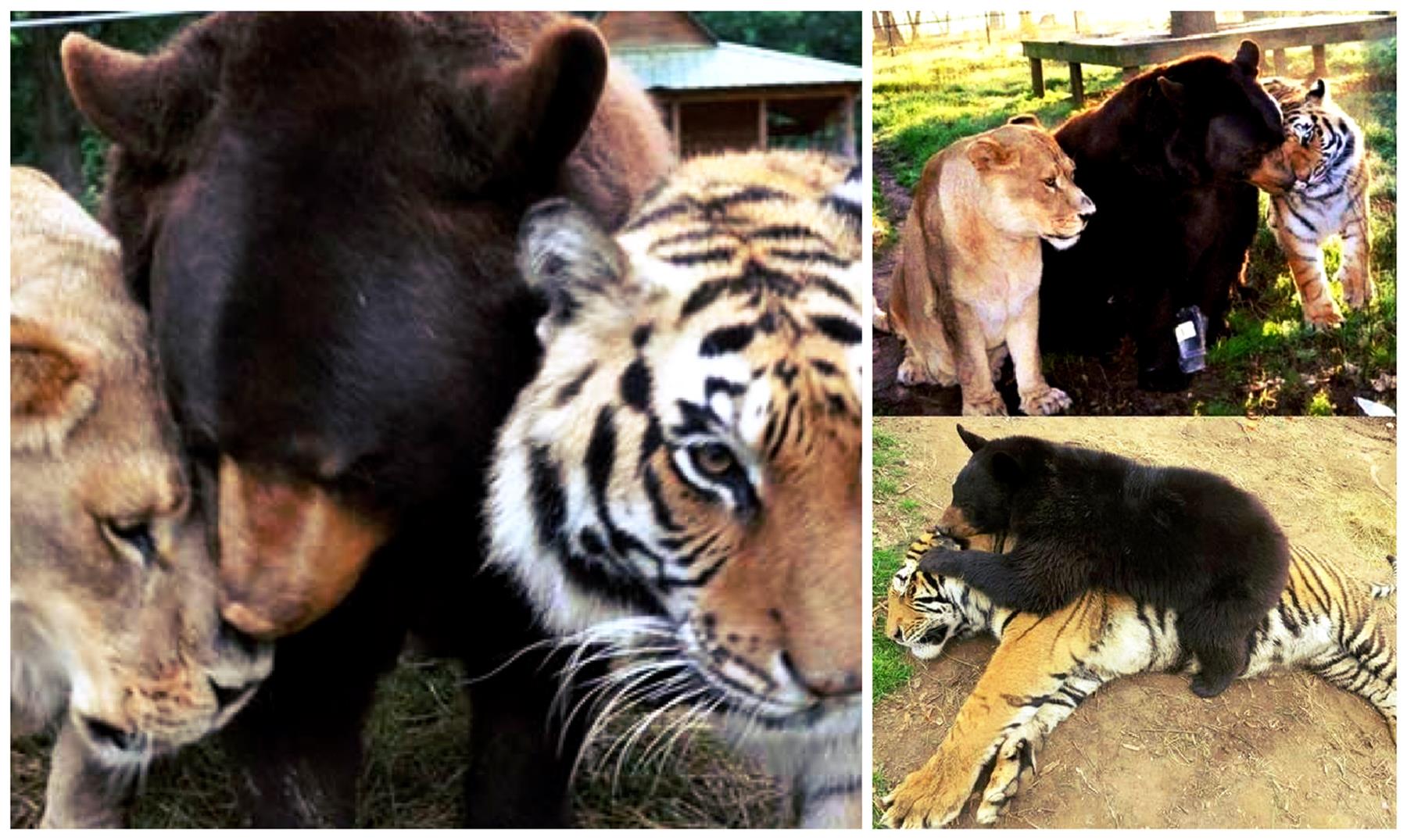 La historia de tres GRANDES amigos un tigre, un oso y un león