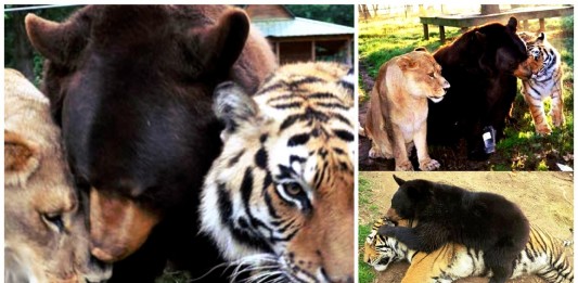 a historia de tres GRANDES amigos un tigre, un oso y un león