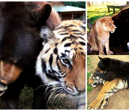 a historia de tres GRANDES amigos un tigre, un oso y un león