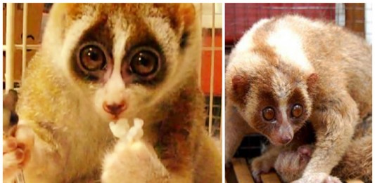 La triste historia que se esconde detrás del Loris perezoso La triste historia que se esconde detrás del Loris perezoso