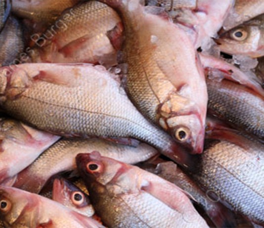 ¿Hasta qué punto debe preocuparte el mercurio en el pescado?