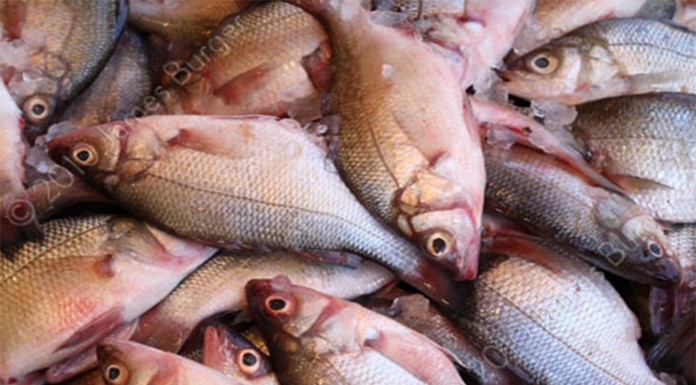 ¿Hasta qué punto debe preocuparte el mercurio en el pescado?