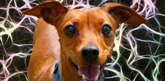 ¿Qué pasa en el cerebro de tu perro cuando te ve? ¿Qué pasa en el cerebro de tu perro cuando te ve?