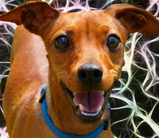 ¿Qué pasa en el cerebro de tu perro cuando te ve?