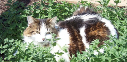 hierba gatera que enloquece a los gatos
