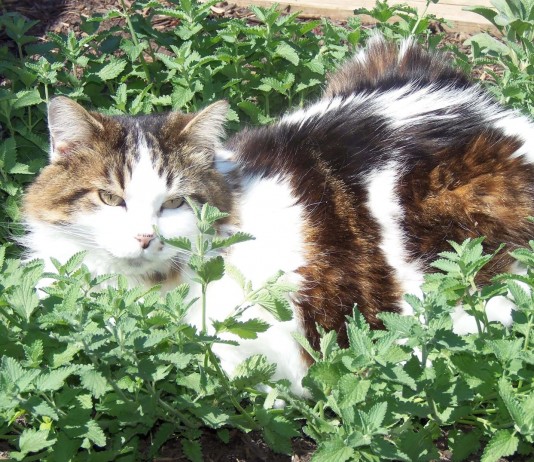Asombroso: la «hierba gatera» que enloquece a los gatos hierba gatera que enloquece a los gatos