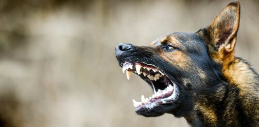 Qué es Cinofobia | ¿Qué significa tenerle miedo a los perros?