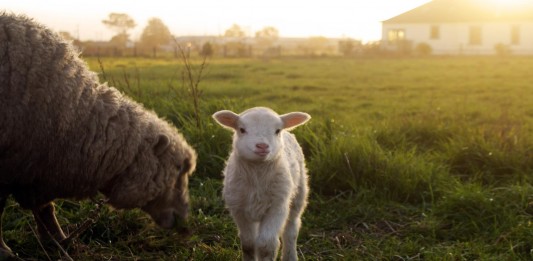 santuarios de animales